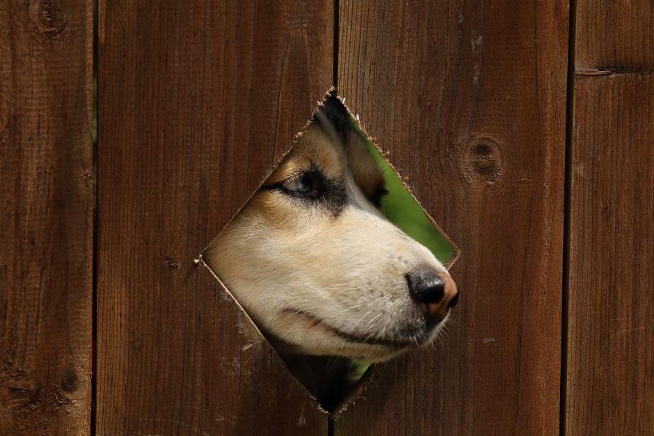 How to Prevent Your Husky From Escaping