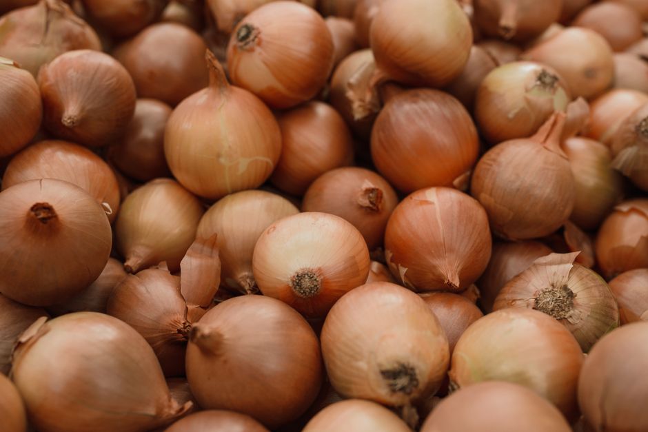 Symptoms of Onion Poisoning in Huskies