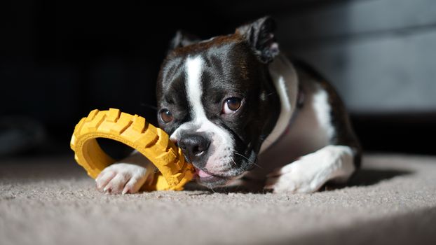 Stop Husky Chewing: Training Tips for Prevention