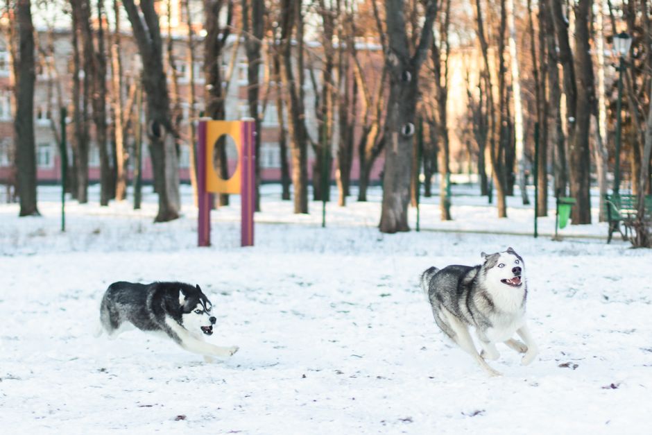 The Role of Exercise and Mental Stimulation