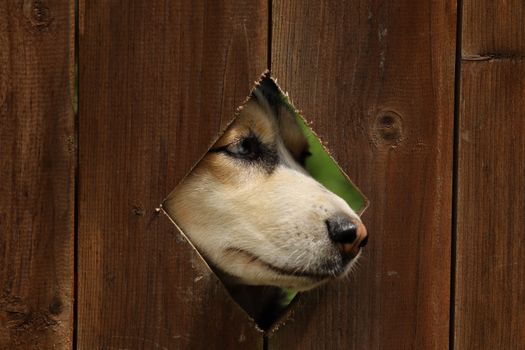 Husky Fence Training: How to Keep Your Escape Artist Home