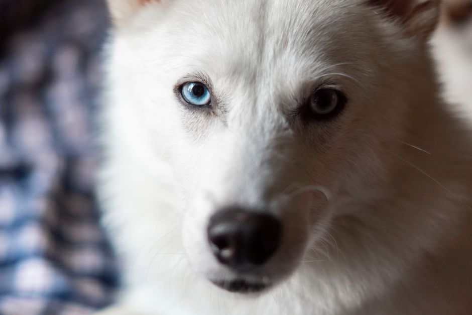 Common Attention-Seeking Behaviors in Huskies