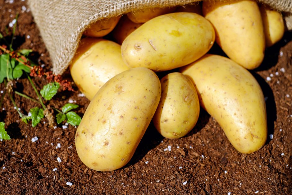 Nutritional Benefits of Potatoes for Huskies