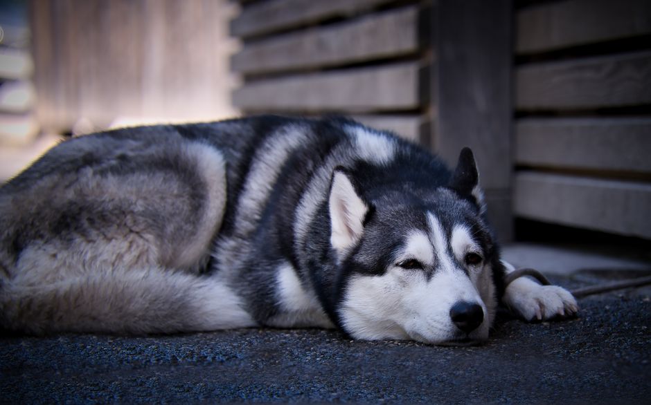 Understanding the Husky Temperament