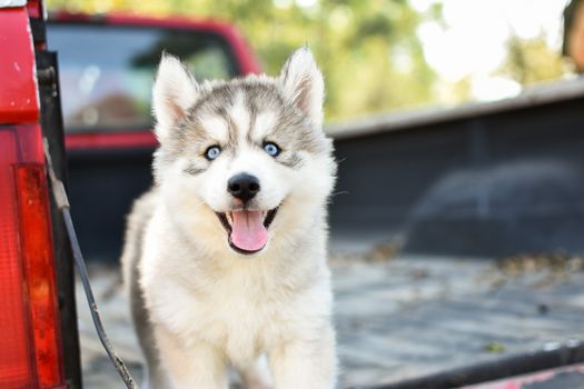 Husky Puppy Leash Pulling: Stop Pulling in 5 Steps