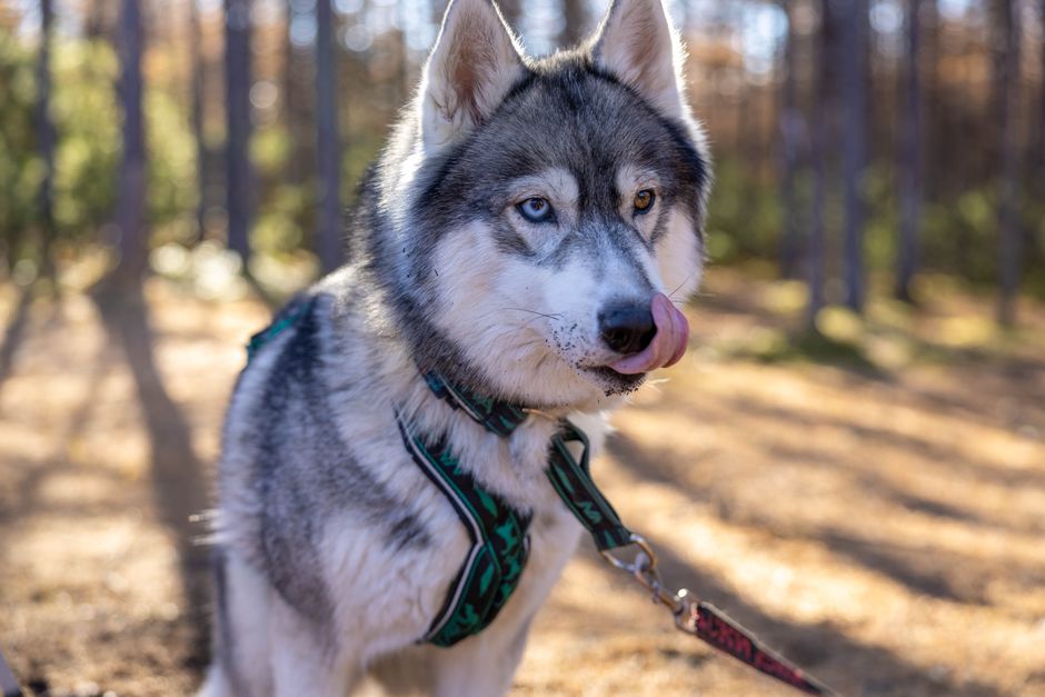 Understanding Why Your Husky Puppy Pulls