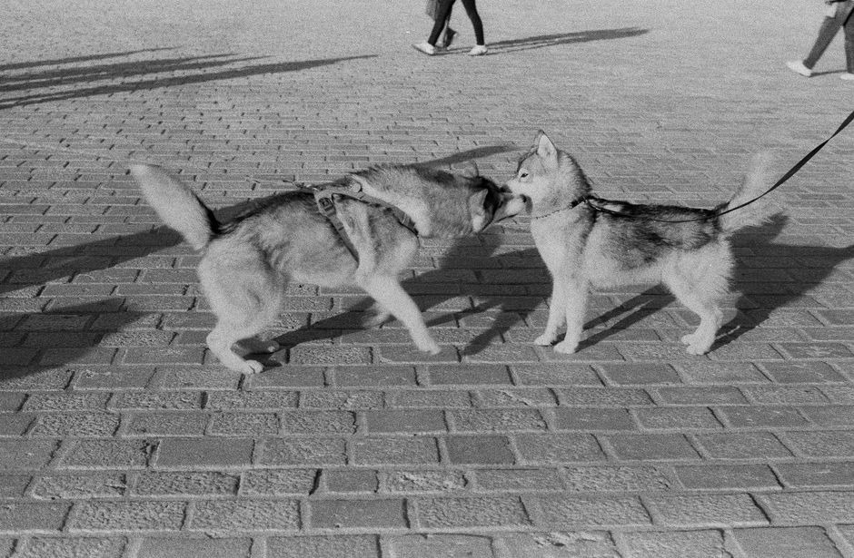 Start Early: The Foundation of Loose-Leash Walking