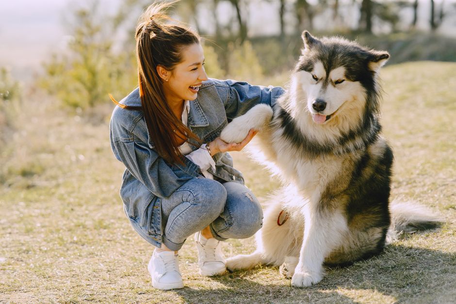 Why Positive Reinforcement Works for Huskies