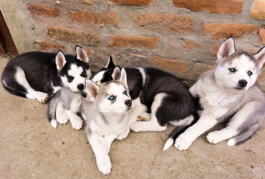 Husky Puppy Obedience Guide: Training Tips & Commands