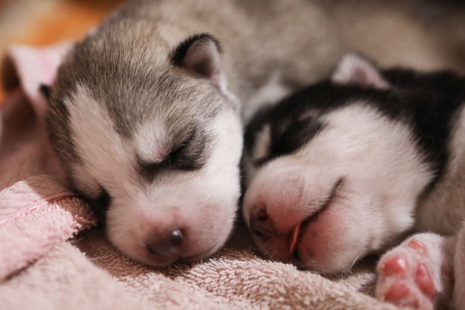 Understanding Husky Sleep Patterns