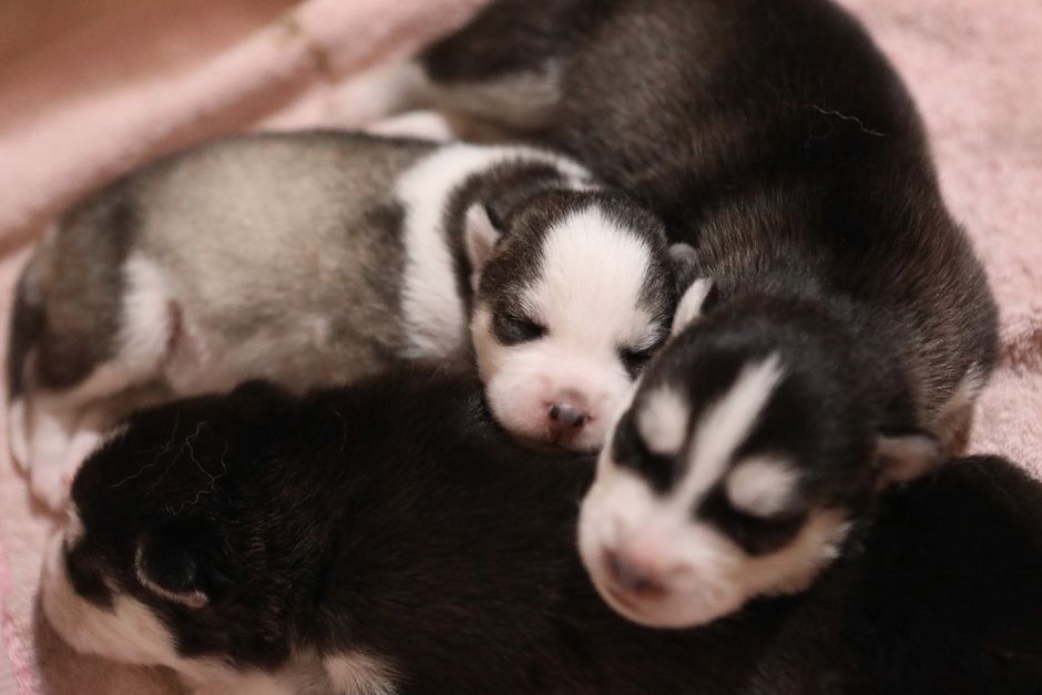 Why Do Huskies Have Trouble Sleeping?