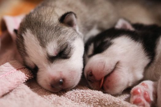 Husky Breathing Fast While Sleeping: When to Worry