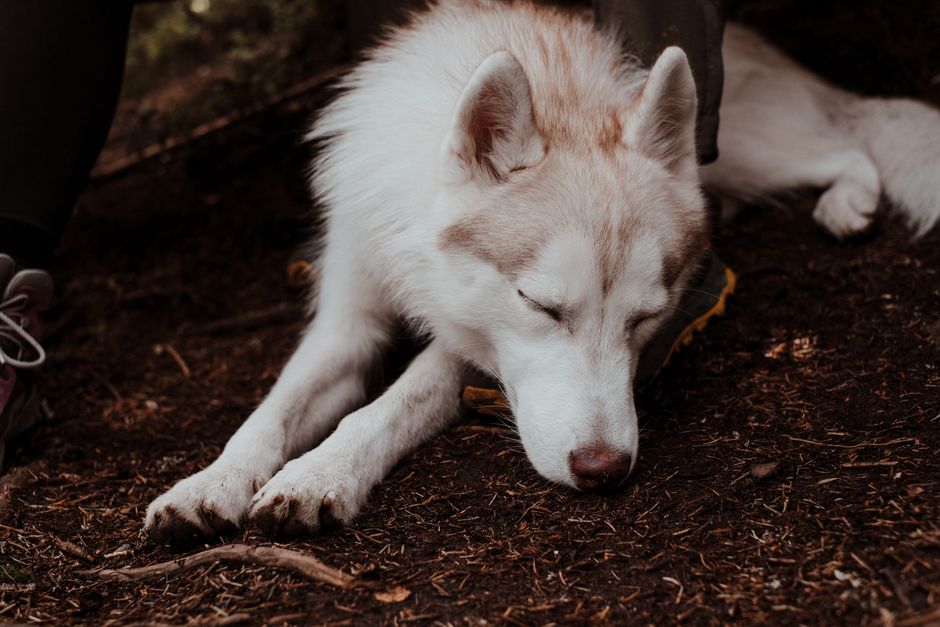 Normal Breathing Rates for Siberian Huskies