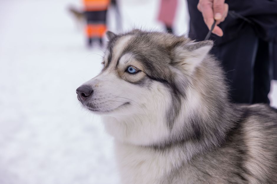 Common Cold Symptoms in Siberian Huskies