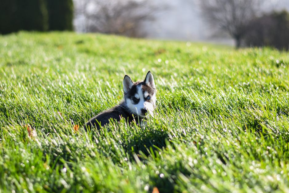 What Are Spring Allergies in Huskies?