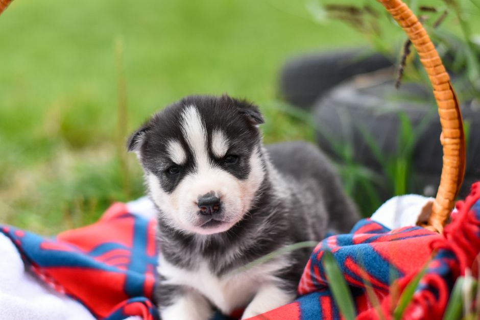 Common Symptoms of Spring Allergies in Huskies