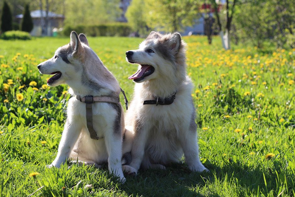 Common Spring Allergens Affecting Huskies