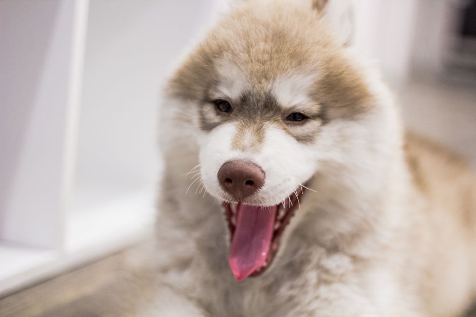 Step-by-Step Grooming Training Techniques