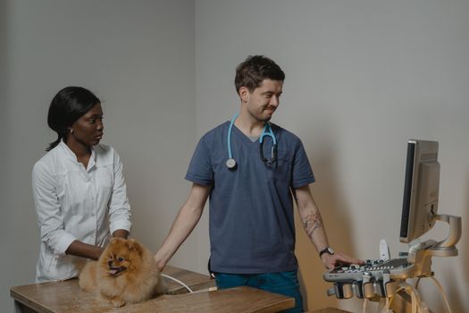 Husky Vet Handling Training: Step-by-Step Guide