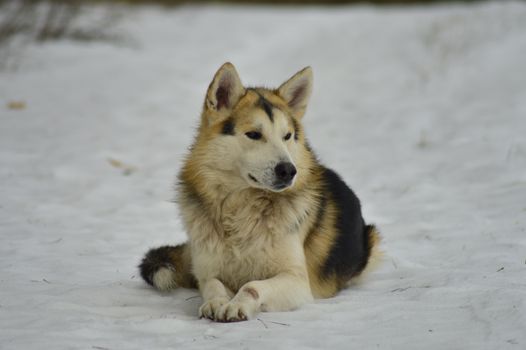 Husky Winter Paw Care: Essential Tips for Cold Weather