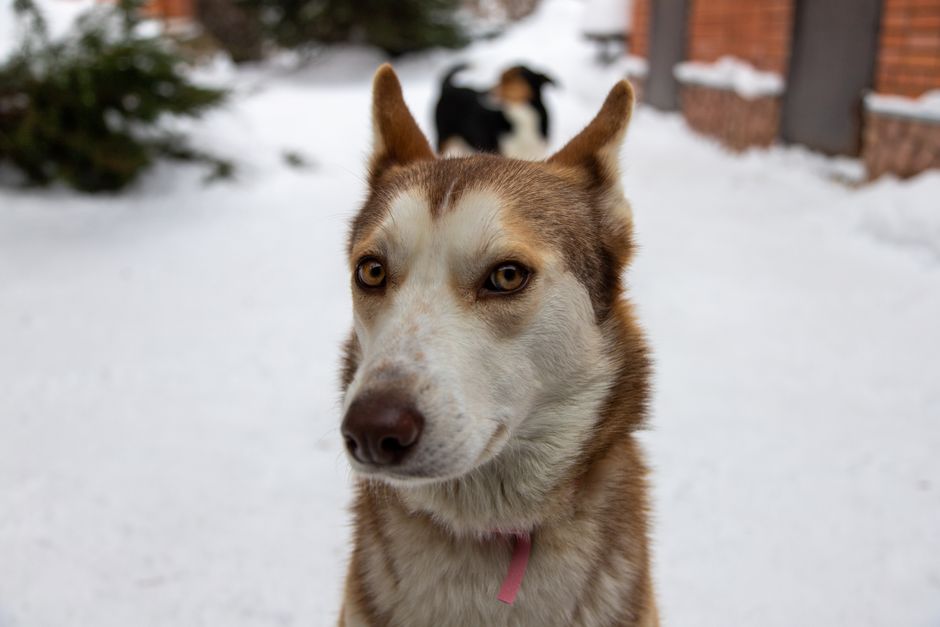 Why Husky Paws Need Special Winter Care