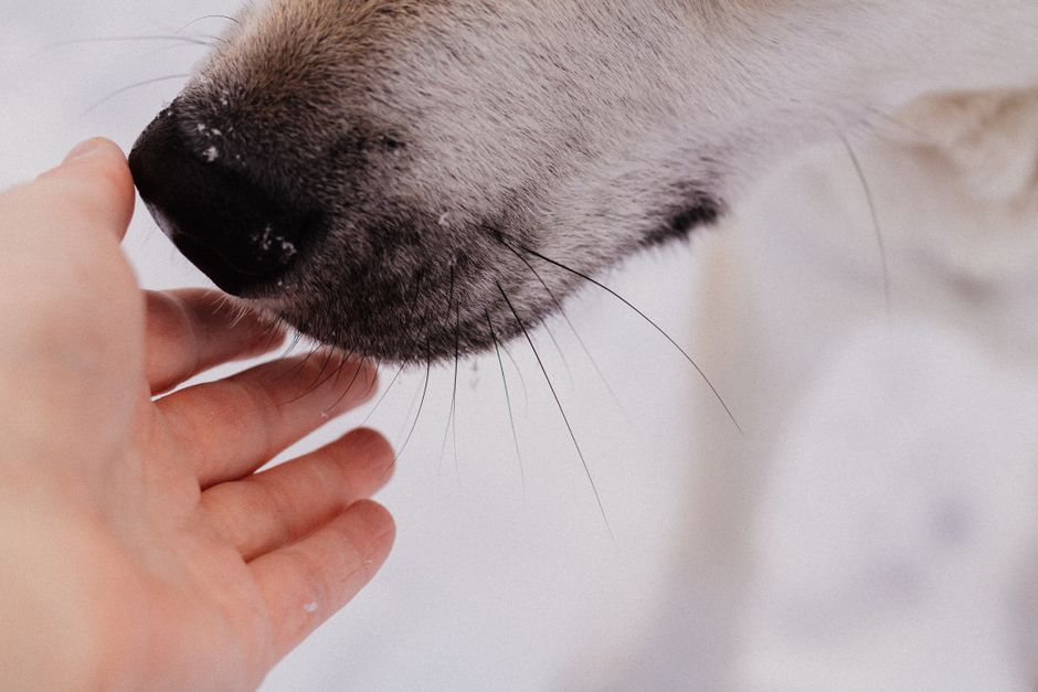 Common Winter Paw Problems