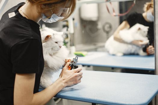 Husky Nail Trimming Training: Step-by-Step Guide