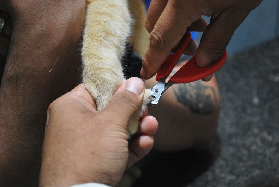 Why Nail Trimming is Essential for Your Husky