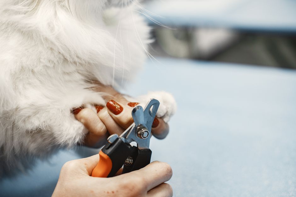 When to Start Nail Trimming Training