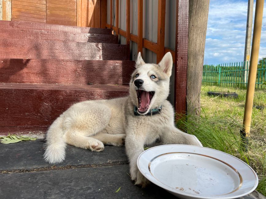 Step-by-Step Husky Bath Training