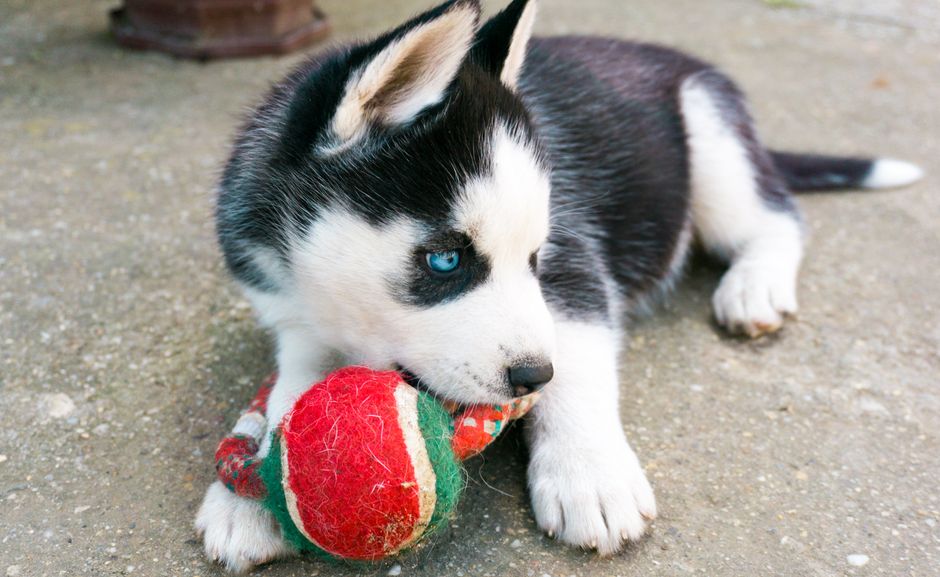 Top 5 Safe Toy Types for Husky Puppies