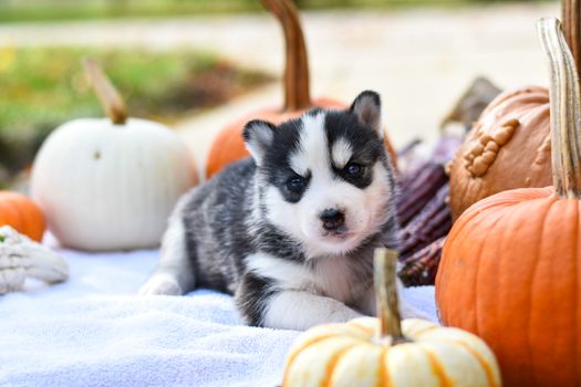 Can Huskies Eat Pumpkin? Safety & Benefits