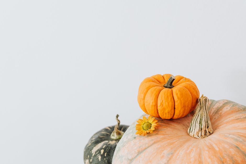 Nutritional Benefits of Pumpkin for Huskies