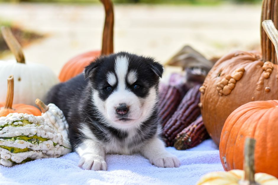How to Feed Pumpkin to Your Husky