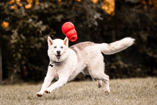 Best Husky Puppy Chew Toys: Top Picks & Safety Tips