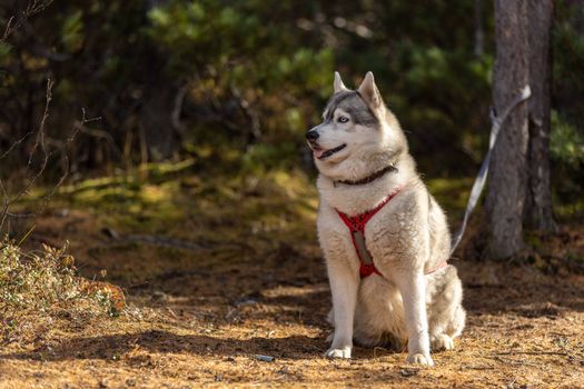 Husky Loose Leash Walking: A Complete Training Guide