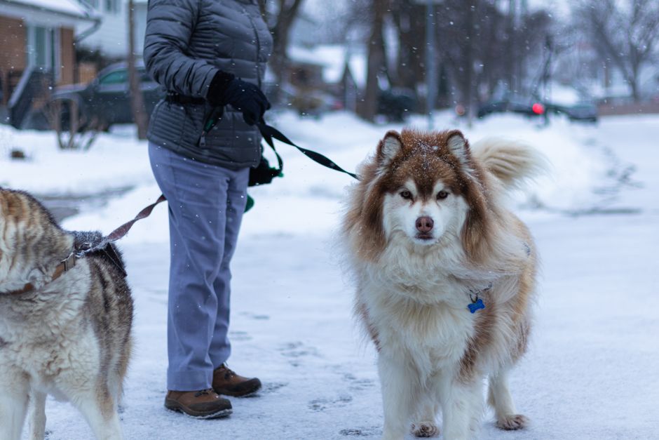 Understanding Your Husky's Pulling Instinct