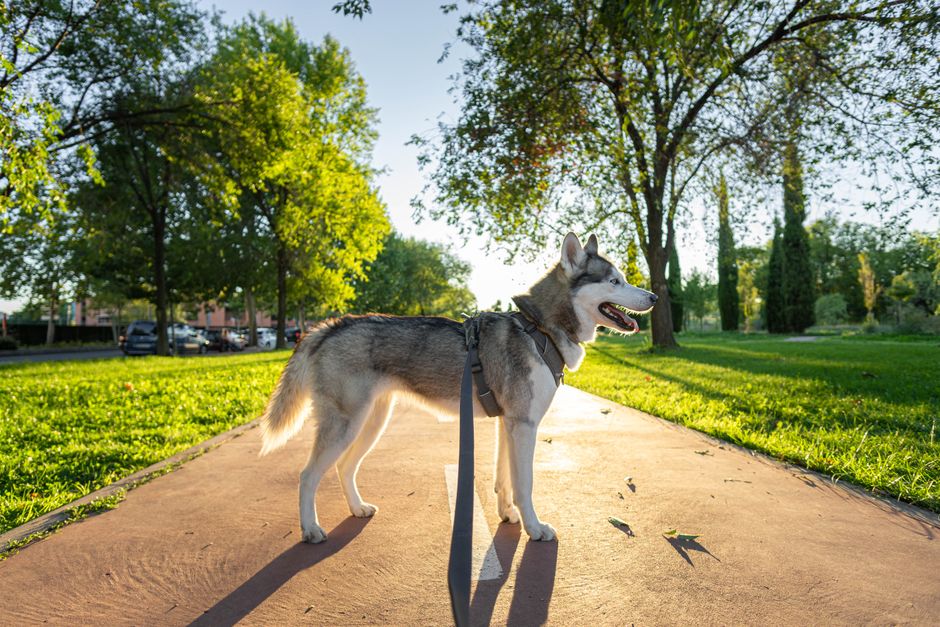 Essential Equipment for Loose Leash Walking