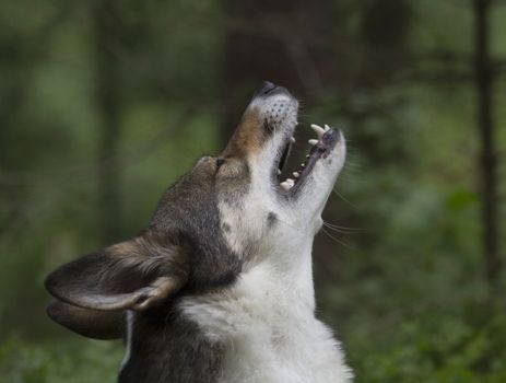 How to Stop Husky Nighttime Barking: Proven Tips