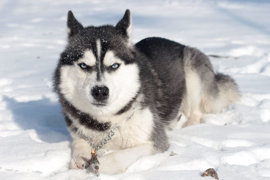Why Frozen Treats Are a Must for Your Husky Puppy