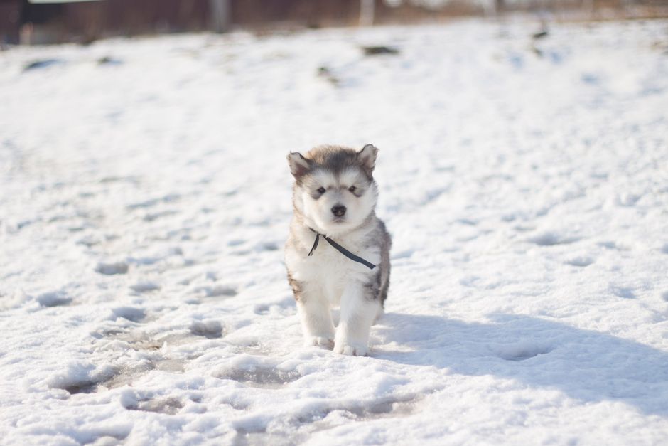 Benefits of Frozen Treats for Husky Puppies