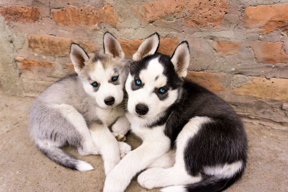 Safe Ingredients for Husky Puppy Frozen Treats