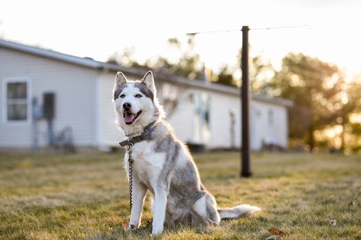 Husky Advanced Obedience: Master Your Husky's Training