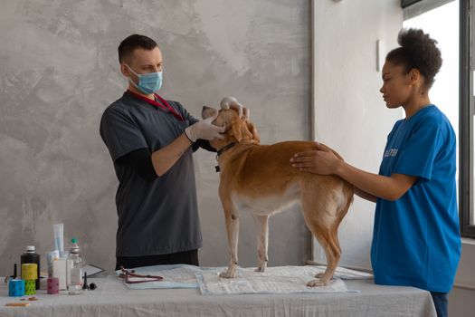 Complete Husky Vet Checkup Schedule Guide
