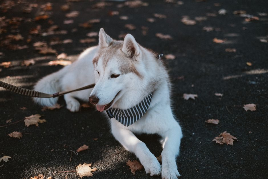Key Components of a Husky Checkup