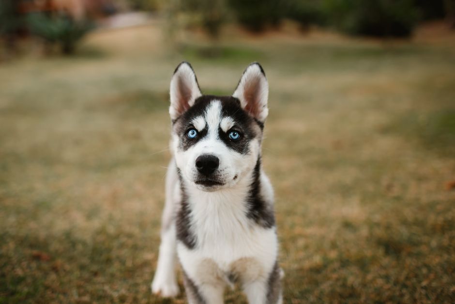 Key Nutritional Requirements for Husky Puppies