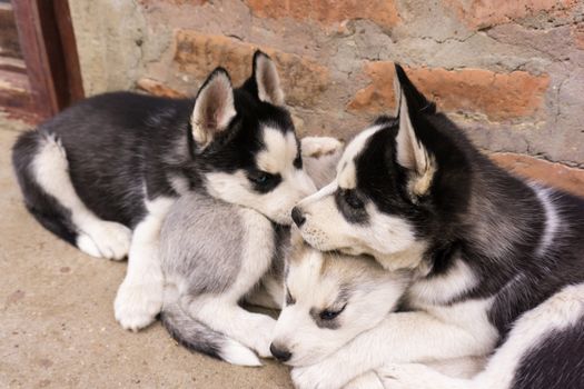 Husky Puppy Allergies: Symptoms, Causes & Treatment Guide