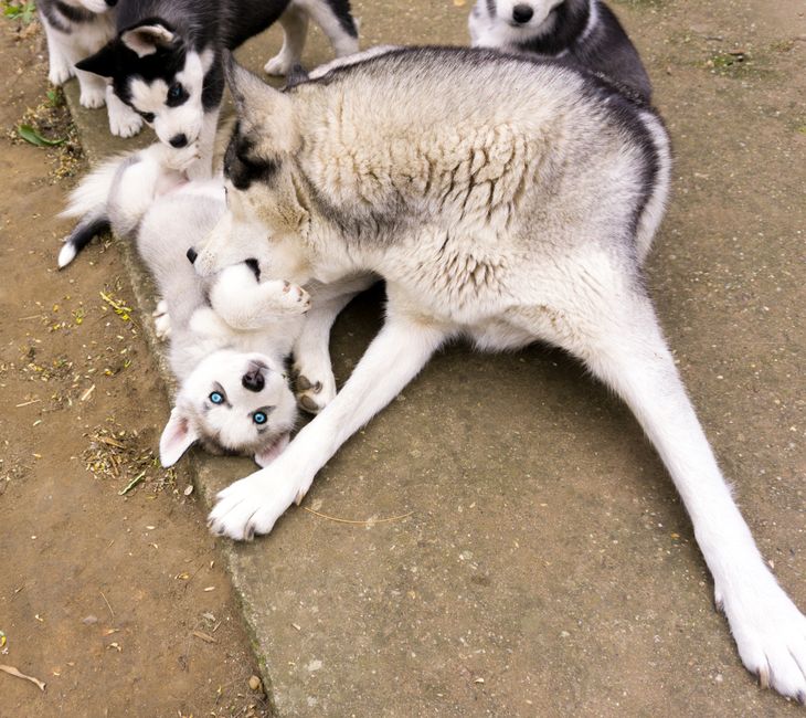 Common Symptoms of Allergies in Husky Puppies