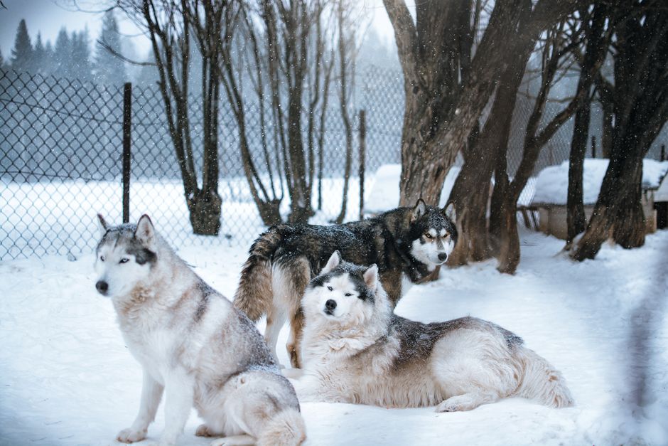 Common Triggers of Jealousy in Huskies