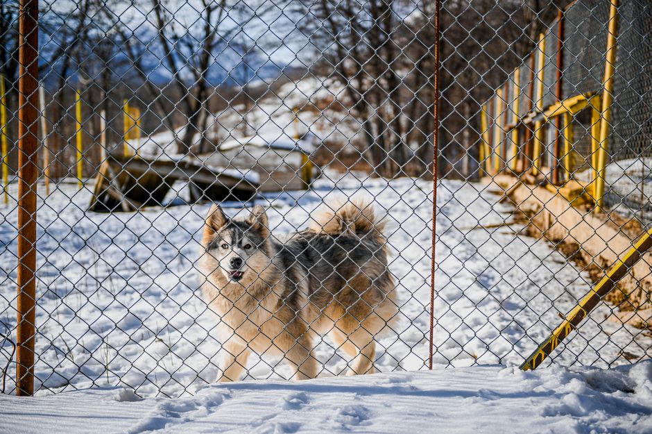 Fence Modifications to Stop Digging